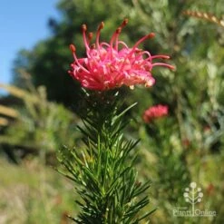 Grevillea Pink Pearl -Australian Plants Online Sales apo pink pearl grevillea new flower 1