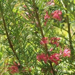 Grevillea Pink Pearl -Australian Plants Online Sales apo pink pearl grevillea nursery 1