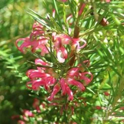 Grevillea Pink Pearl -Australian Plants Online Sales apo pink pearl grevillea sunlit 1