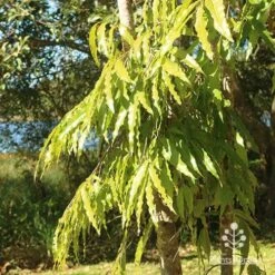 Mast Tree - Polyalthia 15 Mast Tree - Polyalthia -Australian Plants Online Sales apo polyalthia foliage noosa
