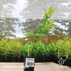 Pomegranate Double Orange -Australian Plants Online Sales apo pomegranate double flower tubestock