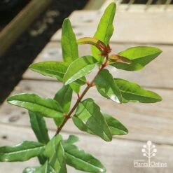 Pomegranate Double Orange -Australian Plants Online Sales apo pomegranate double orange foliage 1
