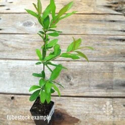 Pomegranate Double Orange -Australian Plants Online Sales apo pomegranate double tubestock