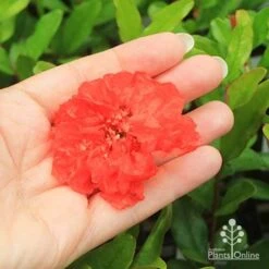 Pomegranate Double Orange -Australian Plants Online Sales apo pomegranate open