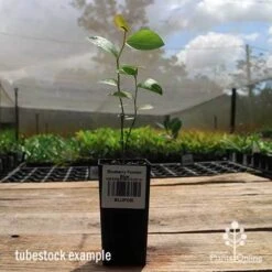 Blueberry Powder Blue -Australian Plants Online Sales apo powder blue tubestock side