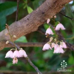 Elaeocarpus Prima Donna - Blueberry Ash 16 Elaeocarpus Prima Donna - Blueberry Ash -Australian Plants Online Sales apo prima donna elaeocarpus flowers 1