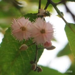 Elaeocarpus Prima Donna - Blueberry Ash 23 Elaeocarpus Prima Donna - Blueberry Ash -Australian Plants Online Sales apo prima donna flower beneath 1