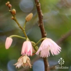 Elaeocarpus Prima Donna - Blueberry Ash 19 Elaeocarpus Prima Donna - Blueberry Ash -Australian Plants Online Sales apo prima donna flower stages 1