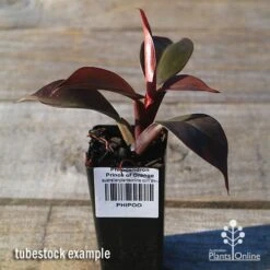 Philodendron Prince Of Orange 12 Philodendron Prince Of Orange -Australian Plants Online Sales apo prince of orange philo tubestock2