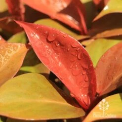 Philodendron Prince Of Orange 11 Philodendron Prince Of Orange -Australian Plants Online Sales apo prince of orange philodendron colours
