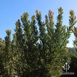 Protea Pink Ice -Australian Plants Online Sales apo protea bushes at farm