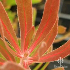 Protea Pink Ice -Australian Plants Online Sales apo protea pink ice leaf vein colour