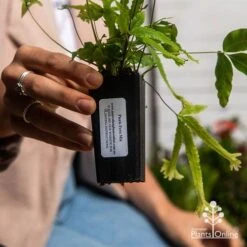 Pteris - Slender Brake Fern -Australian Plants Online Sales apo pteris tube 1