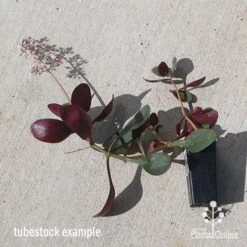 Crassula Purple Dragon - Fairy Crassula 12 Crassula Purple Dragon - Fairy Crassula -Australian Plants Online Sales apo purple dragon tubestock august