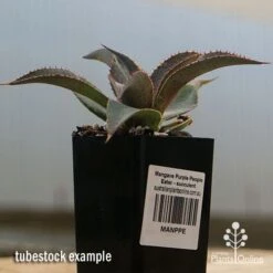 Mangave Purple People Eater - Succulent -Australian Plants Online Sales apo purple people eater tubestock