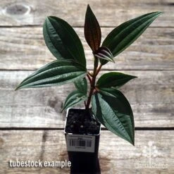Tibouchina Purple Star -Australian Plants Online Sales apo purple star tubestock above