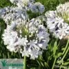 Agapanthus Queen Mum -Australian Plants Online Sales apo queen mum flower close