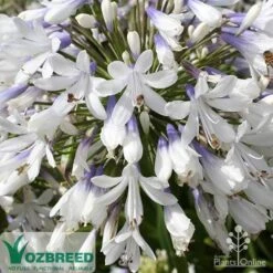 Agapanthus Queen Mum -Australian Plants Online Sales apo queen mum flower zoom