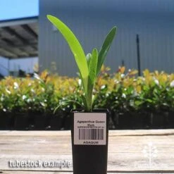 Agapanthus Queen Mum -Australian Plants Online Sales apo queen mum tubestock