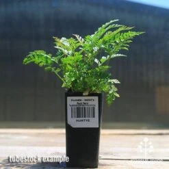 Humata - Rabbit's Foot Fern -Australian Plants Online Sales apo rabbits foot fern tubestock