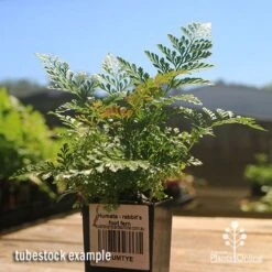 Humata - Rabbit's Foot Fern -Australian Plants Online Sales apo rabbits foot fern tubestock 1