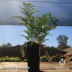 Humata - Rabbit's Foot Fern -Australian Plants Online Sales apo rabbits foot tubestock