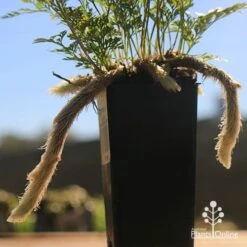 Humata - Rabbit's Foot Fern -Australian Plants Online Sales apo rabbits foot tubestock legs
