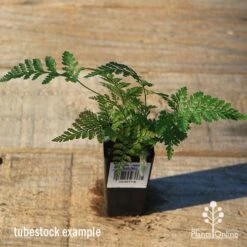 Humata - Rabbit's Foot Fern -Australian Plants Online Sales apo rabbits foot tubestock top