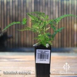 Humata - Rabbit's Foot Fern -Australian Plants Online Sales apo rabbits foot tubestock2
