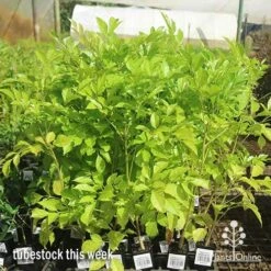 Radermachera Everlasting Beauty -Australian Plants Online Sales apo radermachera eb big