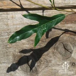 Grevillea Raptor -Australian Plants Online Sales apo raptor leaf