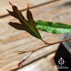 Grevillea Raptor -Australian Plants Online Sales apo raptor leaf colour