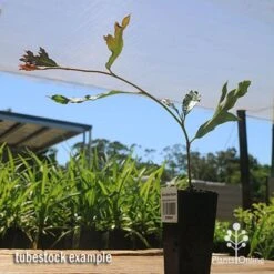 Grevillea Raptor -Australian Plants Online Sales apo raptor tubestock