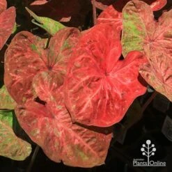 Caladium Raspberry Ripple - Angel Wings -Australian Plants Online Sales apo raspberry ripple caladium deep
