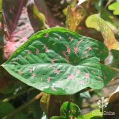 Caladium Raspberry Ripple - Angel Wings -Australian Plants Online Sales apo raspberry ripple caladium leaf green