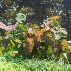 Caladium Raspberry Ripple - Angel Wings -Australian Plants Online Sales apo raspberry ripple caladium leaf sunlit