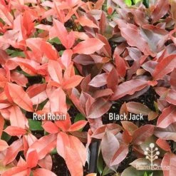 Photinia Black Jack -Australian Plants Online Sales apo red robin black jack compare
