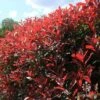 Photinia Red Robin -Australian Plants Online Sales apo red robin hedge nursery2
