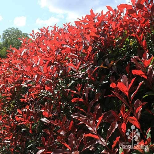 Photinia Red Robin 3 Photinia Red Robin