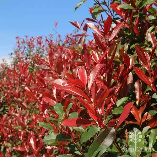 Photinia Red Robin 8 Photinia Red Robin - Image 6