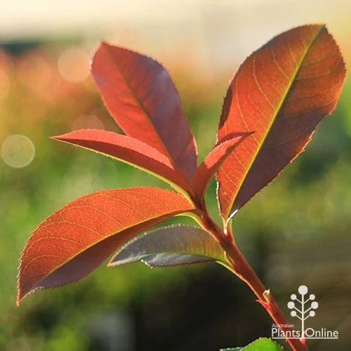 Photinia Red Robin 12 Photinia Red Robin - Image 10