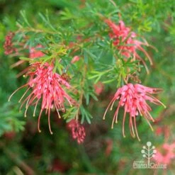Grevillea Red Wings -Australian Plants Online Sales apo redwings grevillea bush flowering