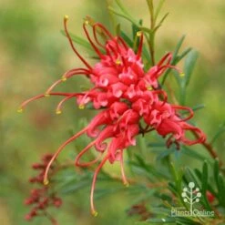 Grevillea Red Wings -Australian Plants Online Sales apo redwings grevillea flower closeup