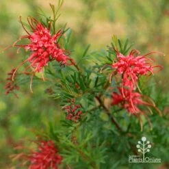 Grevillea Red Wings -Australian Plants Online Sales apo redwings grevillea flowering