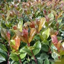 Syzygium Resilience - Lilly Pilly 20 Syzygium Resilience - Lilly Pilly -Australian Plants Online Sales apo resilience new leaf colour