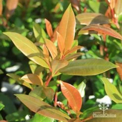 Syzygium Resilience - Lilly Pilly 21 Syzygium Resilience - Lilly Pilly -Australian Plants Online Sales apo resilience new leaves