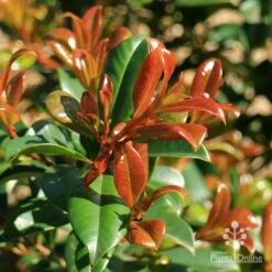 Syzygium Resilience - Lilly Pilly 15 Syzygium Resilience - Lilly Pilly -Australian Plants Online Sales apo resilience new orange leaf