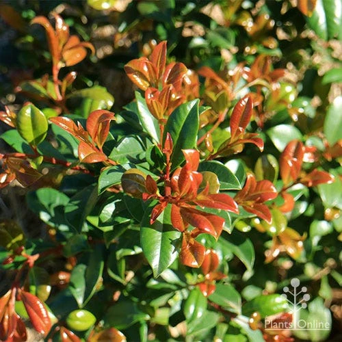 Syzygium Resilience - Lilly Pilly 4 Syzygium Resilience - Lilly Pilly - Image 2