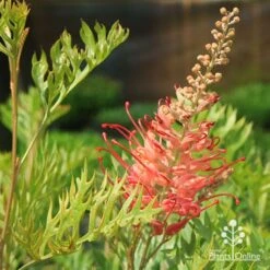 Grevillea Robyn Gordon -Australian Plants Online Sales apo robyn gordon flower leaf