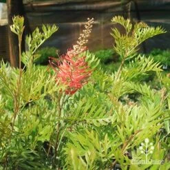 Grevillea Robyn Gordon -Australian Plants Online Sales apo robyn gordon plants